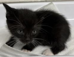 Shelter Stray Male Cat last seen Oakland, CA 94601, Oakland, CA 94601