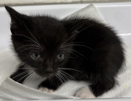 Shelter Stray Male Cat last seen Oakland, CA 94601, Oakland, CA 94601