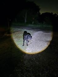 Found/Stray Unknown Dog last seen Near , Greenville, TX 75402