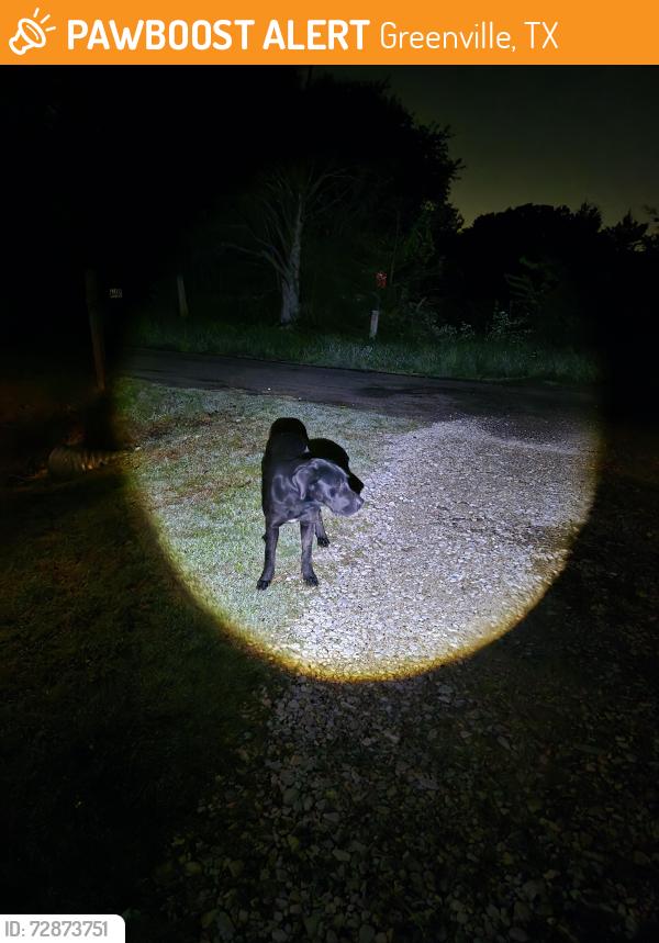 Found/Stray Unknown Dog last seen Near , Greenville, TX 75402