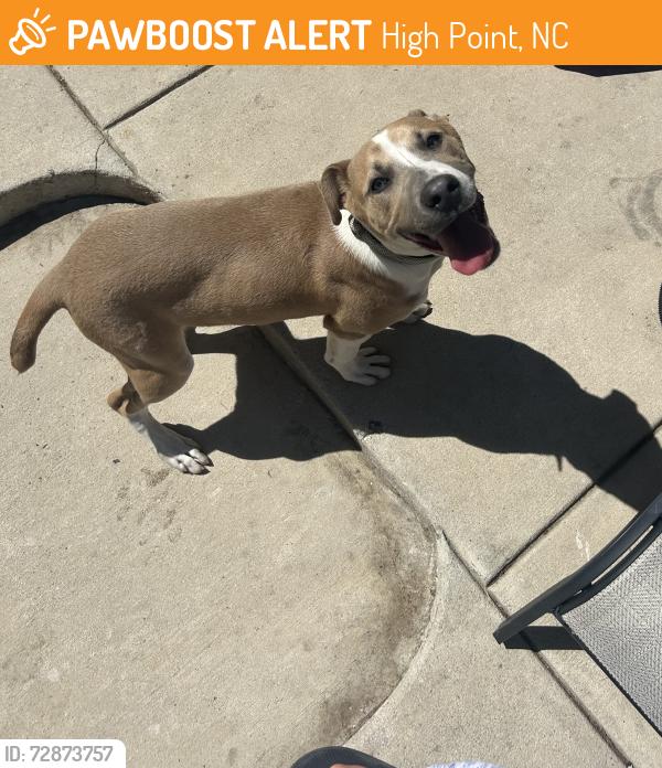 Found/Stray Female Dog last seen Food lion, High Point, NC 27262