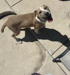 Found/Stray Female Dog last seen Food lion, High Point, NC 27262