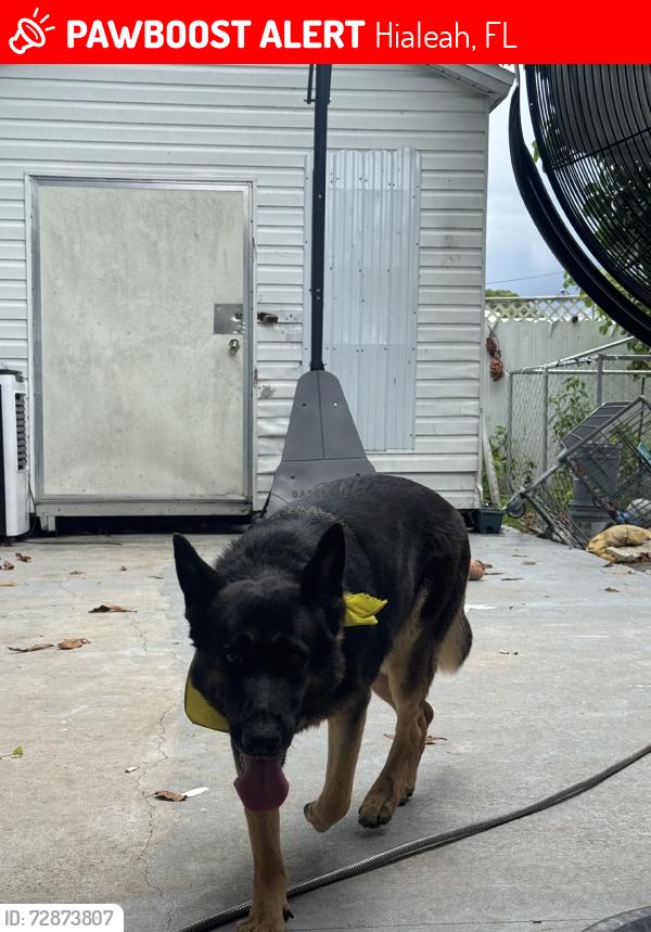 Lost Female Dog last seen 1070west32nd st, Hialeah, FL 33012