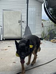 Lost Female Dog last seen 1070west32nd st, Hialeah, FL 33012