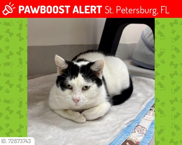 Lost Male Cat last seen dartmouth ave n & 63rd st ,  lake pasadena ests, St. Petersburg, FL 33710