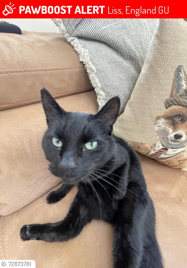 Lost Male Cat last seen Farnham Road near the spread eagle pub , Liss, England GU33