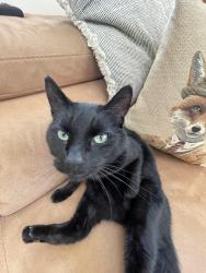 Lost Male Cat last seen Farnham Road near the spread eagle pub , Liss, England GU33