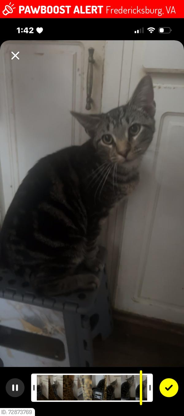 Lost Male Cat last seen white is chruch, Fredericksburg, VA 22405