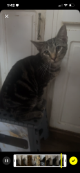 Lost Male Cat last seen white is chruch , Fredericksburg, VA 22405