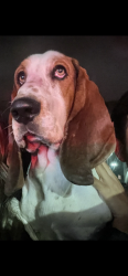 Lost Male Dog last seen Near Carlos ave, Brownsville, TX 78526