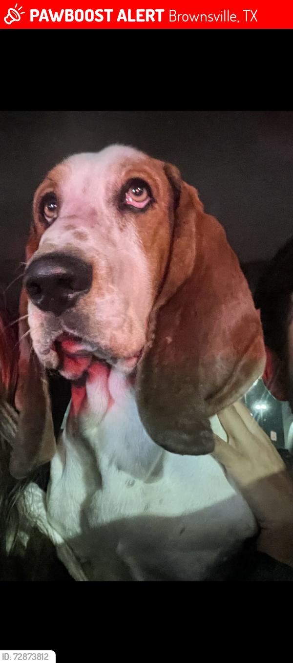Lost Male Dog last seen Near Carlos ave, Brownsville, TX 78526