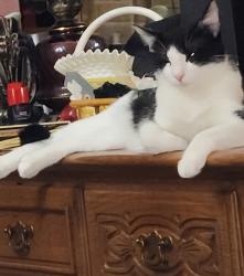 Lost Male Cat last seen Near Northridge Drive, Conroe TX 77303, Conroe, TX 77303