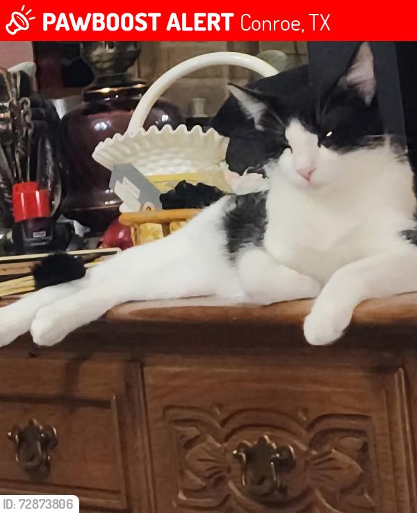 Lost Male Cat last seen Near Northridge Drive, Conroe TX 77303, Conroe, TX 77303