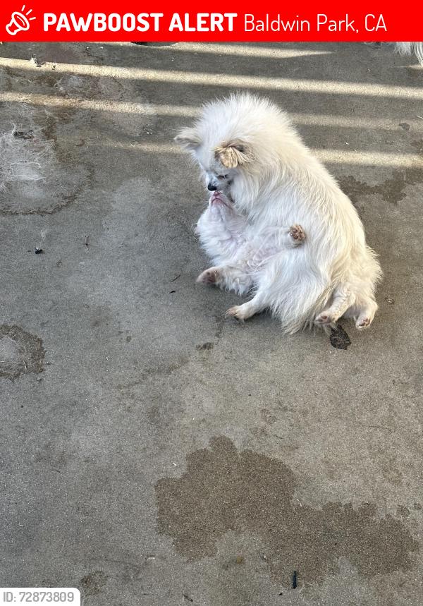 Lost Female Dog last seen Pomeranian, Baldwin Park, CA 91706