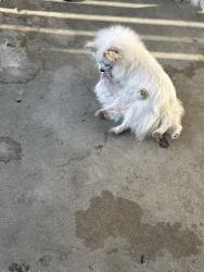 Lost Female Dog last seen Pomeranian, Baldwin Park, CA 91706