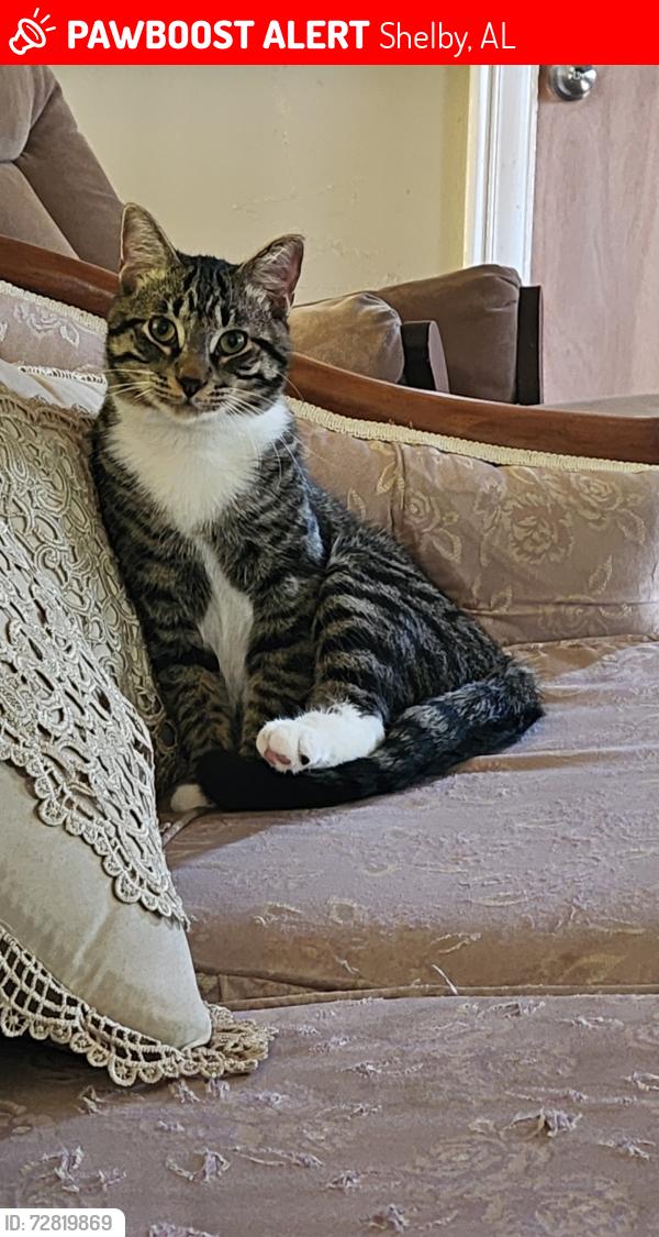Lost Male Cat last seen Near Co Rd 303, Shelby, AL 35143, Shelby, AL 35143