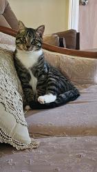 Lost Male Cat last seen Near Co Rd 303, Shelby, AL 35143, Shelby, AL 35143