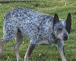 Lost Male Dog last seen  The parking lot at the UPS store on road 68, Pasco, WA 99301