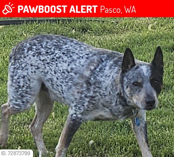 Lost Male Dog last seen  The parking lot at the UPS store on road 68, Pasco, WA 99301