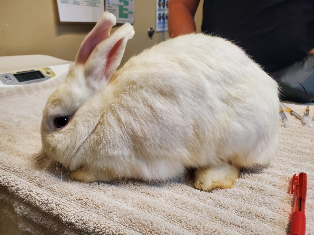 Shelter Stray Female Rabbit last seen Near Parkside Drive, Oceanside, CA, 92057, Oceanside, CA 92058