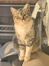 Lost Female Cat last seen Ambler/ North 18th Street , Abilene, TX 79603