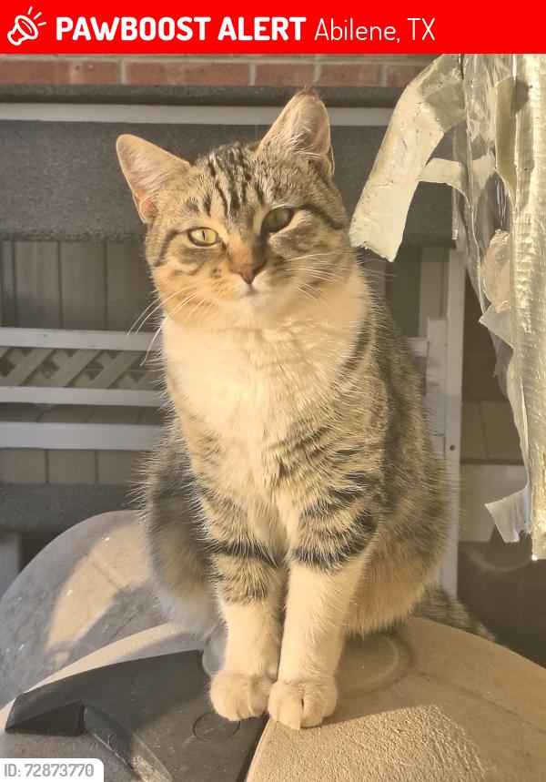 Lost Female Cat last seen Ambler/ North 18th Street , Abilene, TX 79603