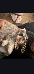 Reunited Male Dog last seen Near Artemis Drive , San Antonio, TX 78218