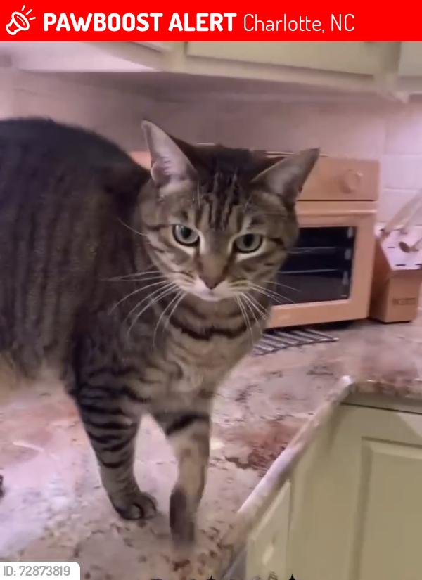 Lost Female Cat last seen Near Park Willow Drive, Charlotte, NC 28210