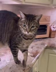 Lost Female Cat last seen Near Park Willow Drive, Charlotte, NC 28210