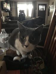 Reunited Male Cat last seen Near Loma Ave, Long Beach, CA 90804