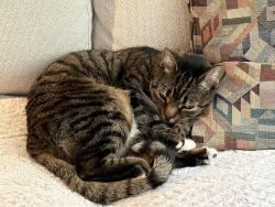 Lost Female Cat last seen 91st street and riverside park, NY, New York, NY 10025