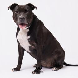 Shelter Stray Female Dog last seen , Tampa, FL 33607