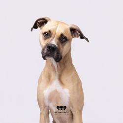 Shelter Stray Male Dog last seen , Tampa, FL 33607