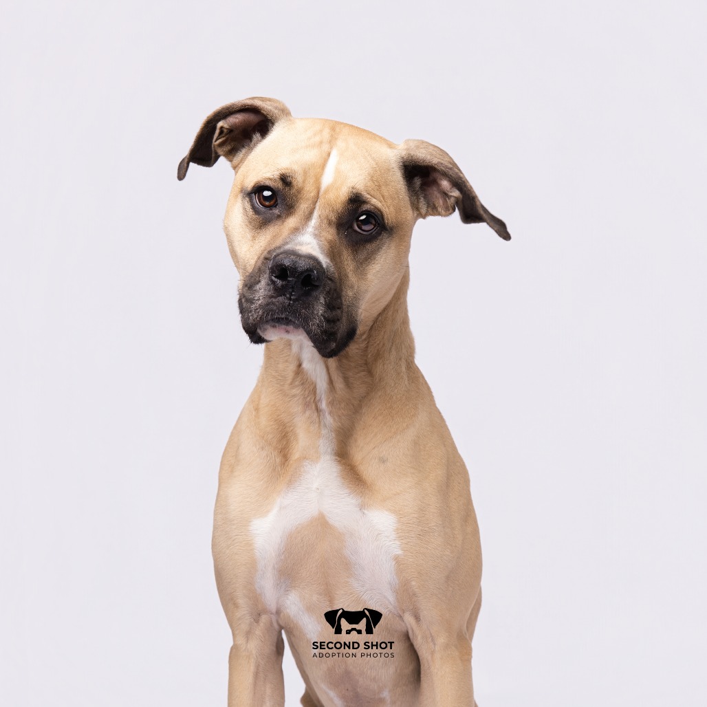 Shelter Stray Male Dog last seen , Tampa, FL 33607