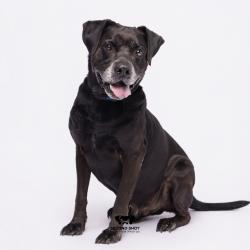 Shelter Stray Male Dog last seen , 3607 N Armenia Ave, Tampa, FL 33607, USA