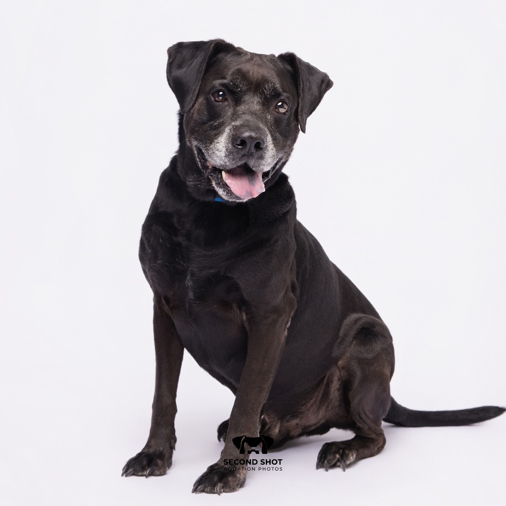 Shelter Stray Male Dog last seen , 3607 N Armenia Ave, Tampa, FL 33607, USA