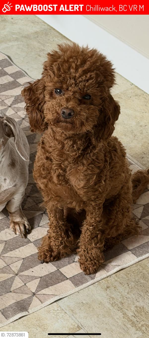 Lost Female Dog last seen Near chilliwack river road, Chilliwack, BC V2R 0M2