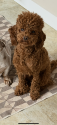 Lost Female Dog last seen Near chilliwack river road, Chilliwack, BC V2R 0M2