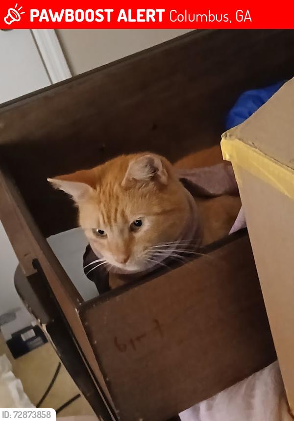 Lost Female Cat last seen Dozier St, off of River road, In owners driveway, Columbus, GA 31904