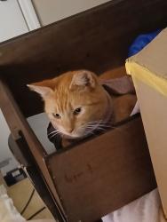 Lost Female Cat last seen Dozier St, off of River road, In owners driveway, Columbus, GA 31904