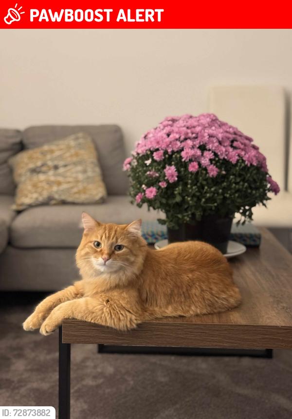 Lost Male Cat last seen Near 14th st , West Sacramento , West Sacramento, CA 95691
