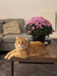 Lost Male Cat last seen Near 14th st , West Sacramento , West Sacramento, CA 95691