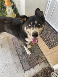Lost Male Dog last seen Pineridge, Apple Valley, CA 92395