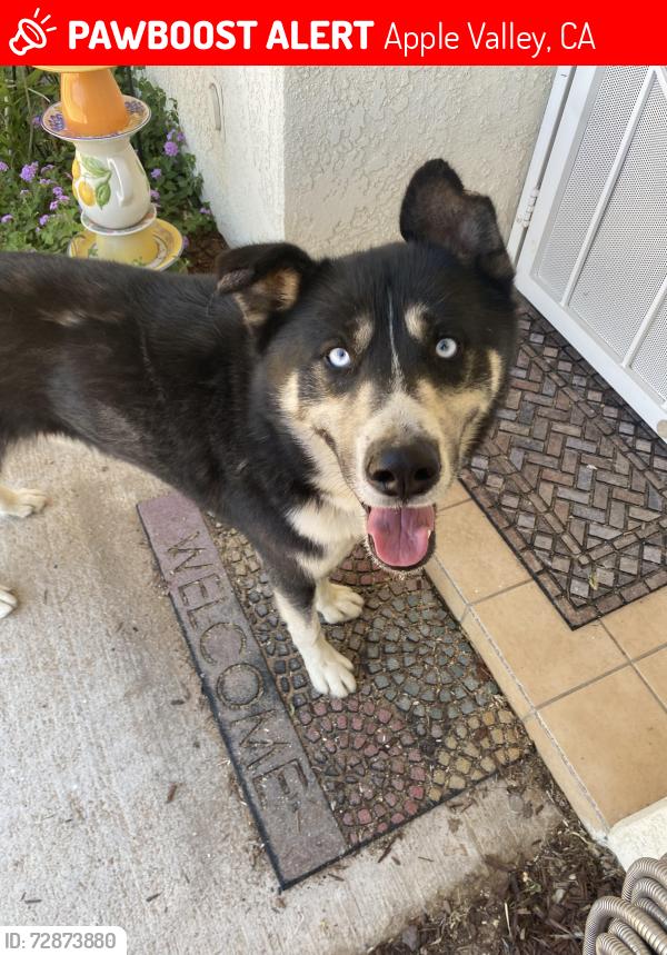 Lost Male Dog last seen Pineridge, Apple Valley, CA 92395