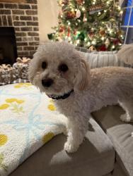 Lost Female Dog last seen Lakeview School, Mt. Juliet, TN 37122