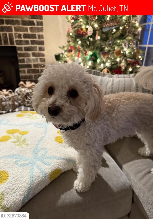 Lost Female Dog last seen Lakeview School, Mt. Juliet, TN 37122