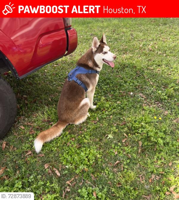 Lost Male Dog last seen Pamey ln, Houston, TX 77048