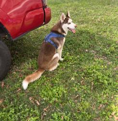 Lost Male Dog last seen Pamey ln, Houston, TX 77048