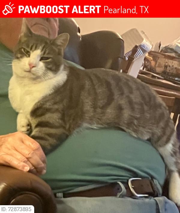 Lost Male Cat last seen Near Sunrise Harbor , Pearland, TX 77584