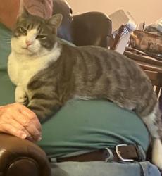 Lost Male Cat last seen Near Sunrise Harbor , Pearland, TX 77584